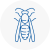 Abergele Wasp Nest Removal